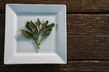 Sage herb in a tray