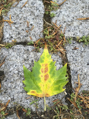 Dry leaf lying on the ground in autumn