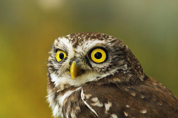 portrait of cute little owl with bokeh
