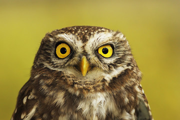 portrait of little owl