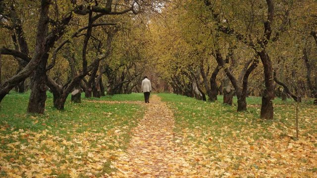 Walk in the park in autumn time with colorful background