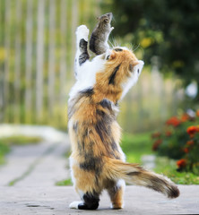 clever fluffy homemade red cat plays with a gray rat caught by its high throwing