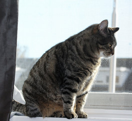 Gray house cat infront of window
