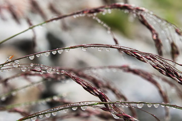 Drops of water on blade
