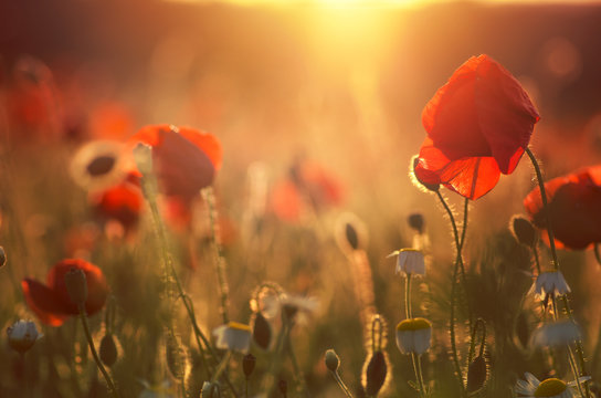 poppies