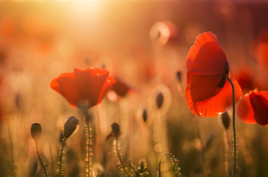 poppies