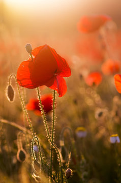 poppies