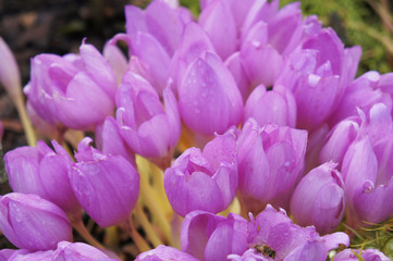Colchicum purple flowers