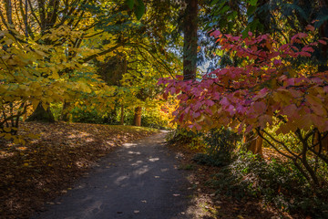 Autumn Colors in trees at  the Seattle Arboretum