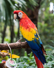 Scarlet Macaw