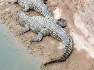 Crocodiles du Nil au Maroc