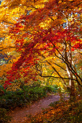 Fall Colors in Trees at Seattle Arboretum