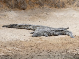 Crocodiles du Nil au Maroc