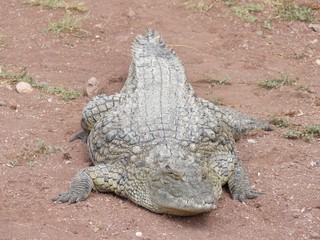 Fototapeta premium Crocodiles du Nil au Maroc