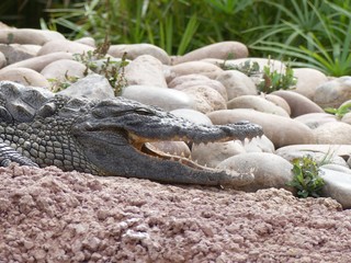 Crocodiles du Nil au Maroc