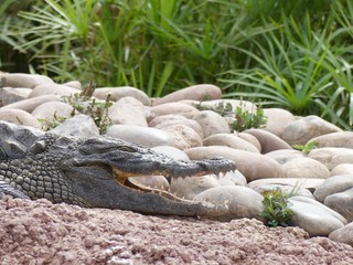 Crocodiles du Nil au Maroc