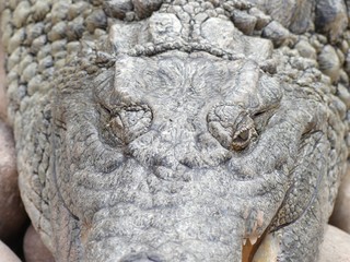 Crocodiles du Nil au Maroc