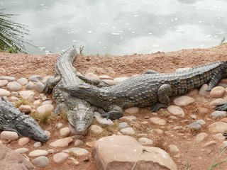 Crocodiles du Nil au Maroc