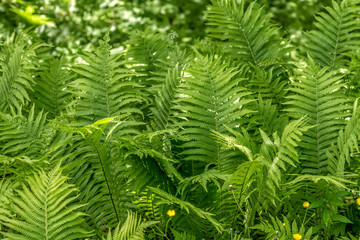 Ferns in summer