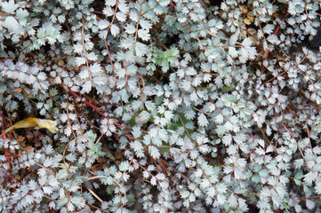 Acaena buchananii silver green plant with brown background