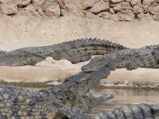 Crocodiles du Nil au Maroc