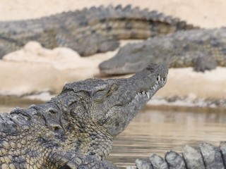 Crocodiles du Nil au Maroc