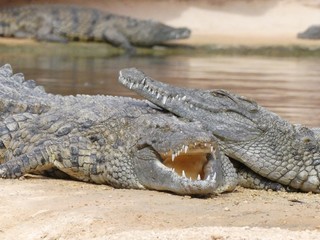 Crocodiles du Nil au Maroc