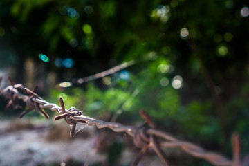Close up old barbed wire with a little spider web