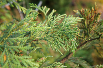 Thujopsis dolabrata or hiba arborvitae thuja green plant