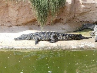 Crocodiles du Nil au Maroc