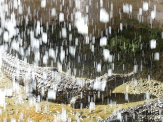 Crocodiles du Nil au Maroc