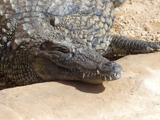 Fototapeta premium Crocodiles du Nil au Maroc