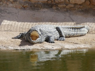 Crocodiles du Nil au Maroc