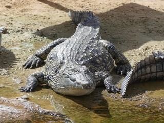 Crocodiles du Nil au Maroc