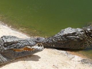 Crocodiles du Nil au Maroc