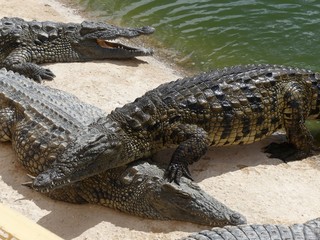 Crocodiles du Nil au Maroc