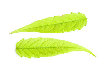 Green leaf isolated on white background