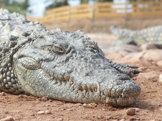 Fototapeta premium Crocodiles du Nil au Maroc