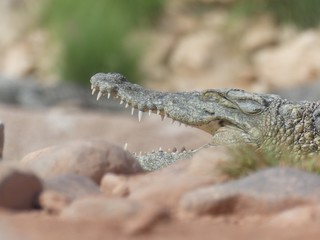 Crocodiles du Nil au Maroc