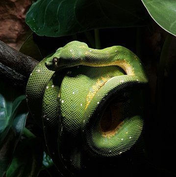 green tree python / snake / green snake
