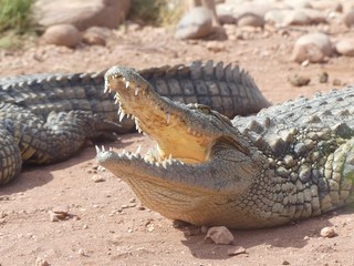 Crocodiles du Nil au Maroc