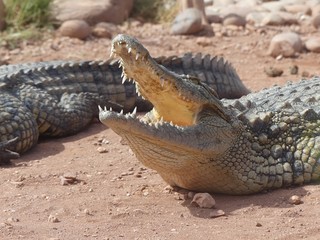 Crocodiles du Nil au Maroc