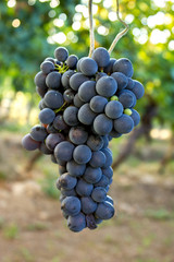 grappolo maturo in vigna