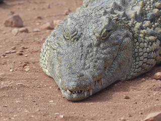 Crocodiles du Nil au Maroc
