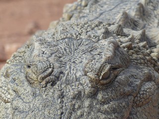 Crocodiles du Nil au Maroc
