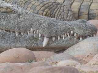 Crocodiles du Nil au Maroc