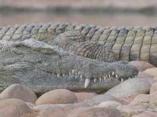 Crocodiles du Nil au Maroc