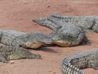Fototapeta premium Crocodiles du Nil au Maroc