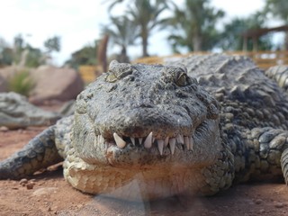 Crocodiles du Nil au Maroc