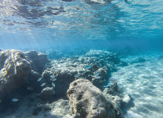 Fototapeta na wymiar Unterwasser mit Fischen